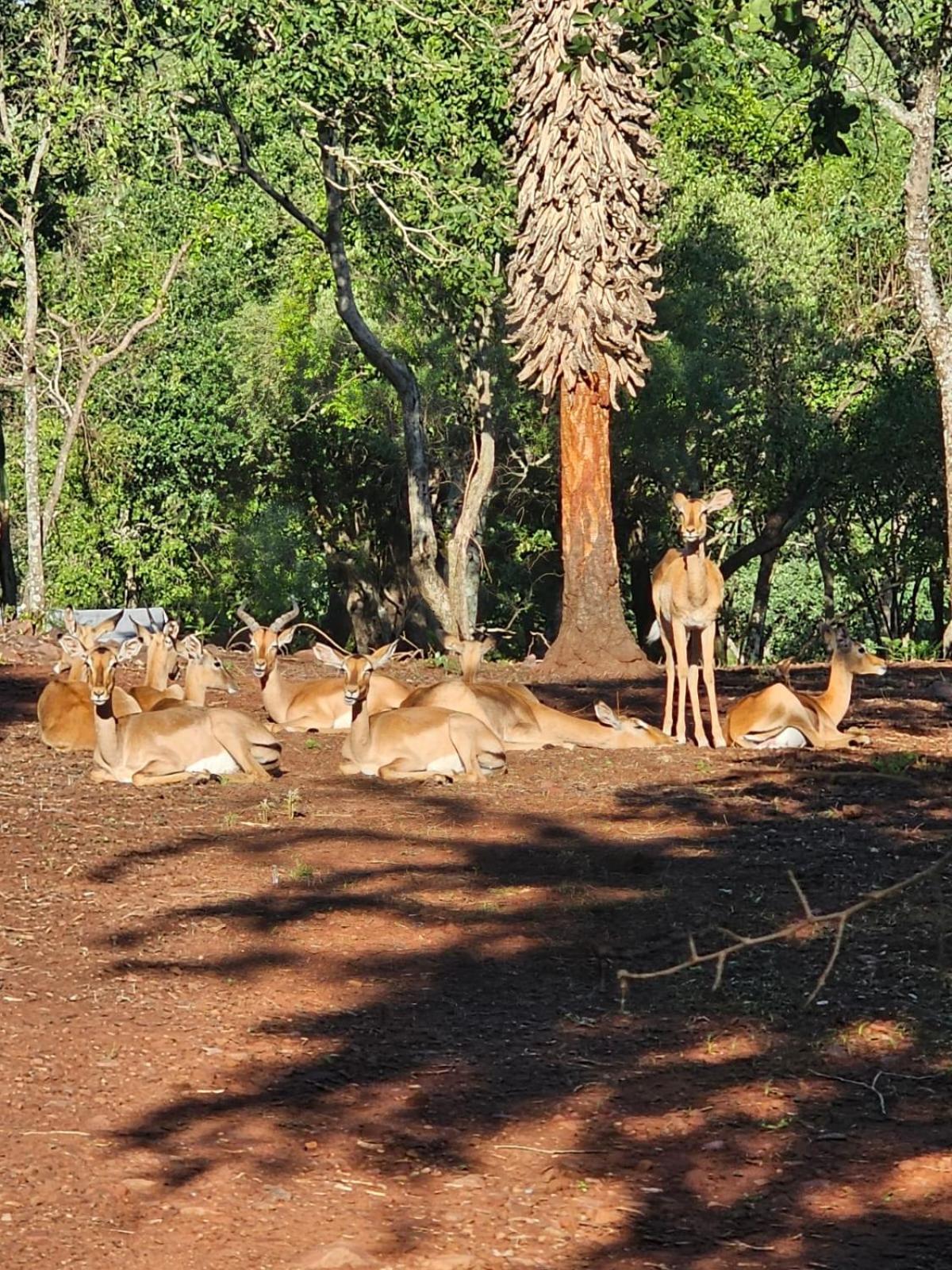 Waterfall Safari Lodge Winterkamp Ngoại thất bức ảnh